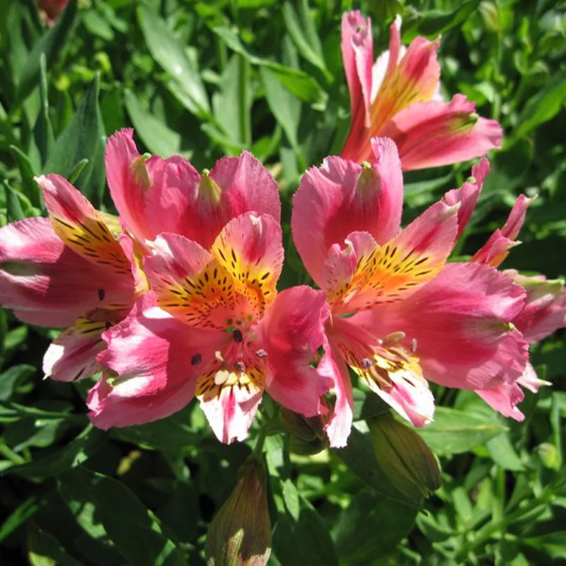 32+ Peruvian Lily Bulbs Uk PNG