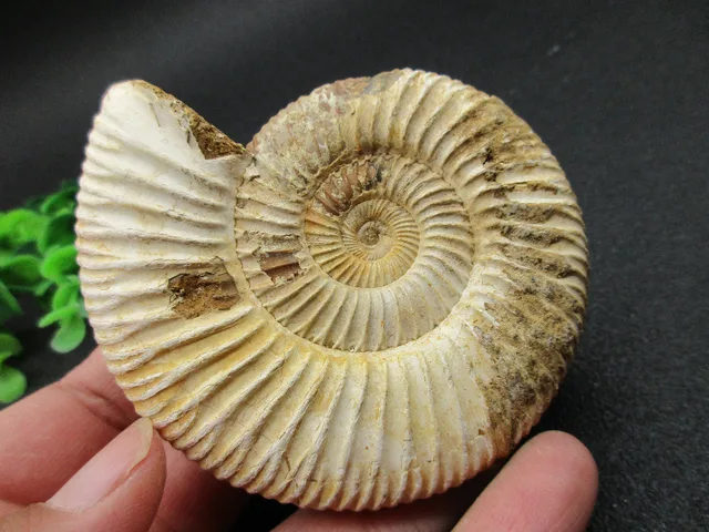 Cheap Natural Stones Rare "Goat Horn" Douvilleiceras Ammonite Fossil Conch Fossil Collection Cheap Natural Stones Rare "Goat Horn" Douvilleiceras Ammonite Fossil Conch Fossil Collection
