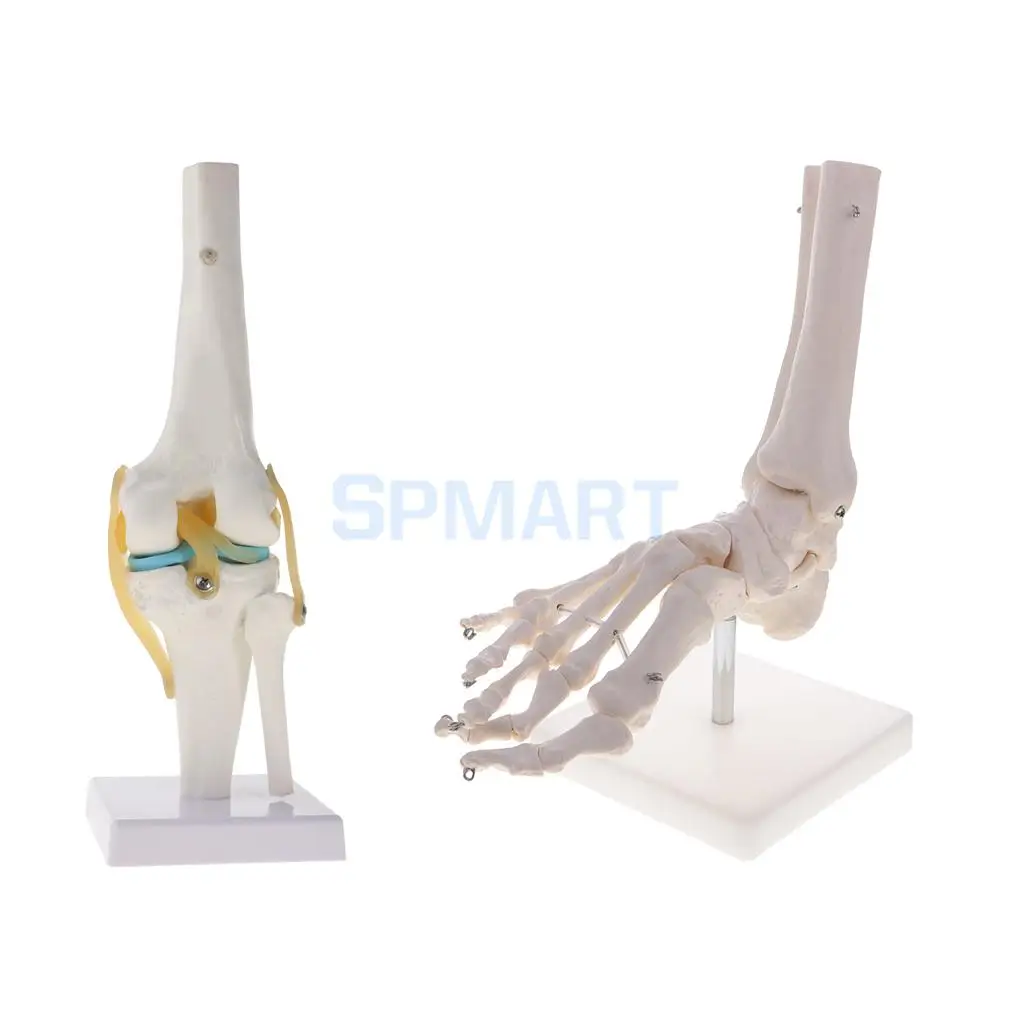 1:1 Human Knee Joint Skeleton +Human Foot & Ankle Joint Model School Teaching Display Lab Supplies Kits