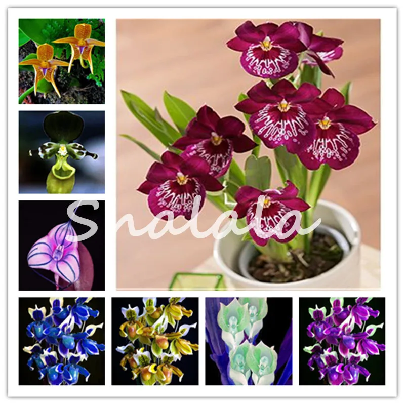 

Rare Japanese monkey face orchid flower DIY home garden plants pot bonsai flowers 200 pcs man orchid Multiple varieties