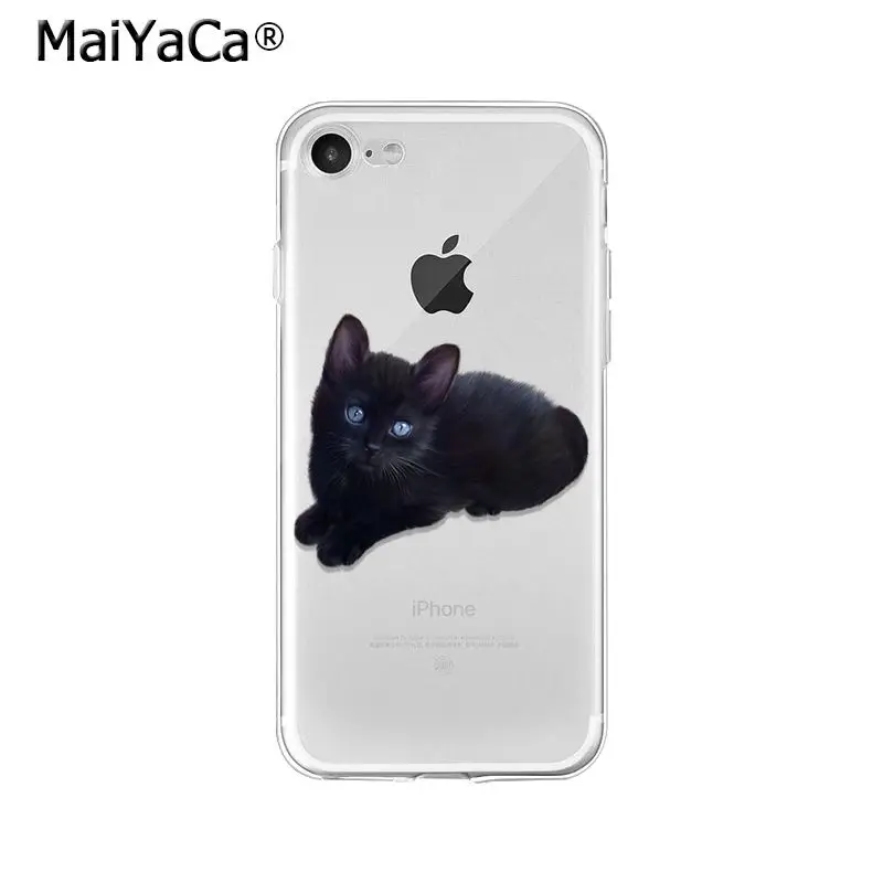 Cute Cat Kitten