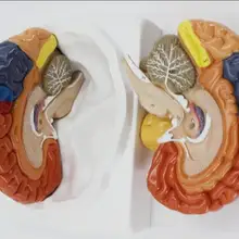 Медицинская модель головного мозга, деление функций, кортическое деление, анатомия человеческого мозга, модель цветового деления