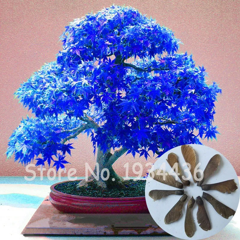 

50 Pcs Blue Maple Tree Outdoor Plant Japanese Beautiful Japanese Sky Blue Tree Home Garden Bonsai Flowerpots Flower Street
