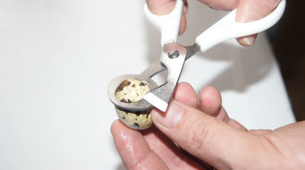 25 шт./лот ножницы для перепелиных яиц Яйцерезка яйца открывалка ножницы для перепелиных яиц