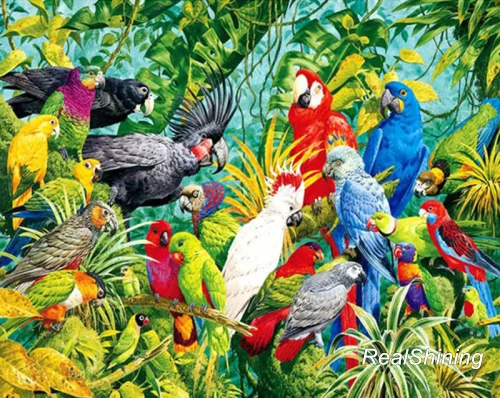 forest parrot bird DM442(1)