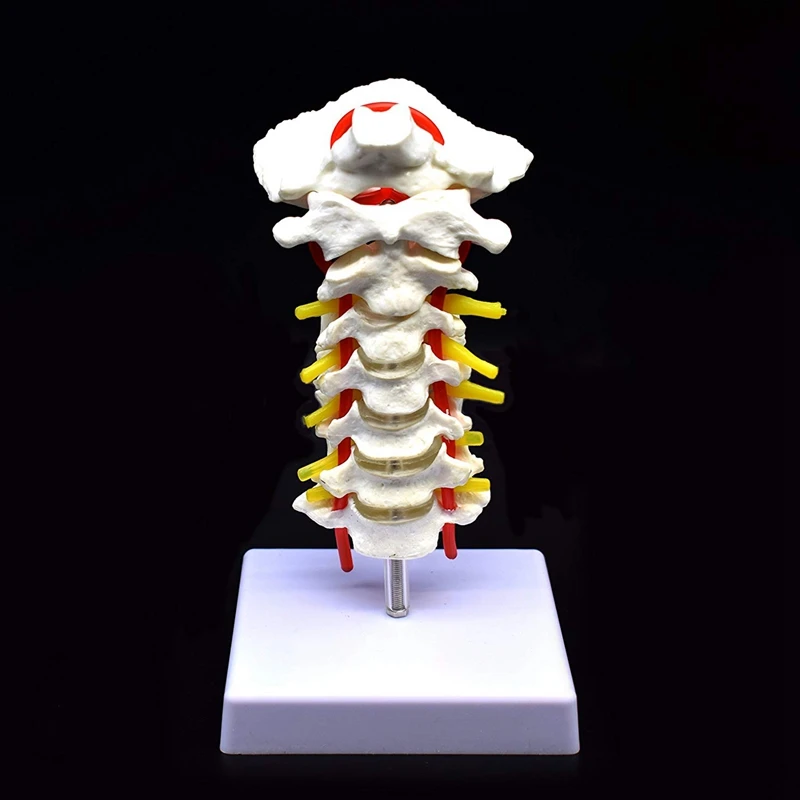 Cervical Vertebra Arteria Spine Spinal Nerves Anatomical Model Anatomy for Science Classroom Study Display Teaching Medical Mo