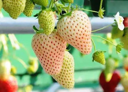 

200pcs rare bonsai Strawberry tree fruit plants Delicious and edible fruit perennial indoor potted plants for home garden plants