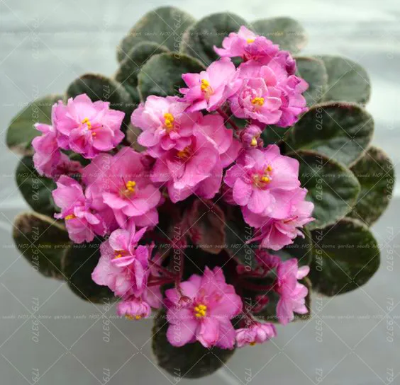 Butdnl Buy 100pcs Beautiful Plant Bonsai Flower Seed African Violet Seeds Garden Plants Violet Flowers Perennial Herb Cheap