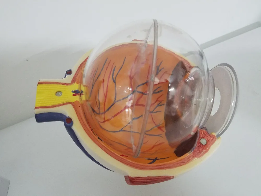 Обучающие принадлежности модель глазного яблока 6X анатомическая модель орган, анатомия образец человека модель медицинская наука обучающие материалы