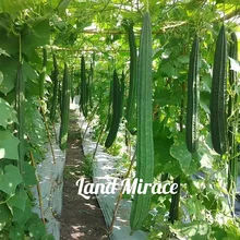Новый Угловой Luffa Растительного Люфы Губки Китайский Бамия 10 Свежие Семена