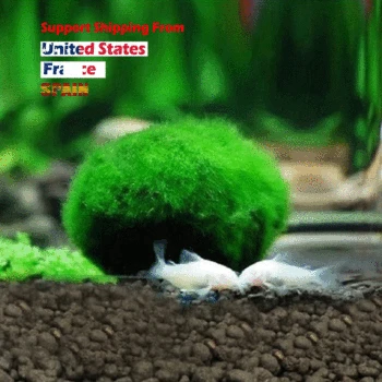

Aquarium Plant Water Aquatic Green Water Grass Decoration Easy Planting Fish Tank Landscape Ornament fish tank decoration