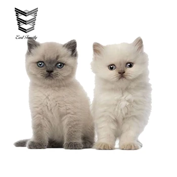

EARLFAMILY 13cm x 8.7cm 3D Car Styling Aufkleber Sticker Wand Kochen Kind Zimmer Dekoration Tier Baby Katze Katzchen Car Sticker
