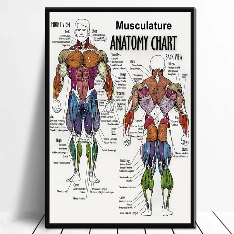 Анатомическая карта Анатомия Человеческого Тела Медицинский художественный постер Картина Настенная картина для домашнего декора плакаты и принты - Цвет: 0003