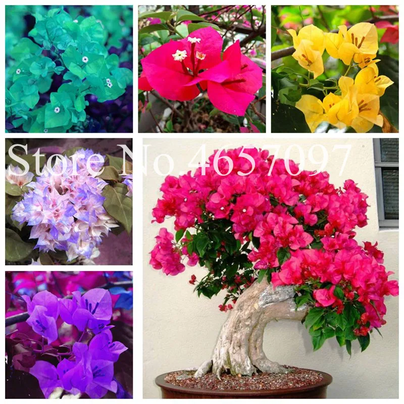 

Hot Sale 100 Pcs Unique Bougainvillea Spectabilis plant Perennial Bonsai Plants Bougainvillea Flower flores, Easy to Grow