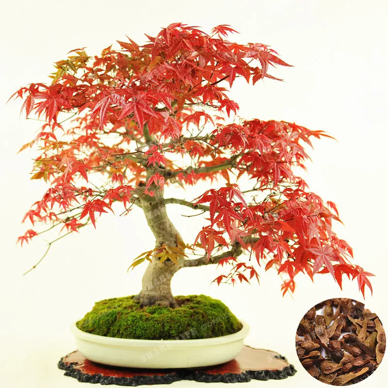 

100% True U.S.A Red Maple Tree America Bonsai 20pcs Seedsplants Very Beautiful Indoor Tree Home Garden Decortion