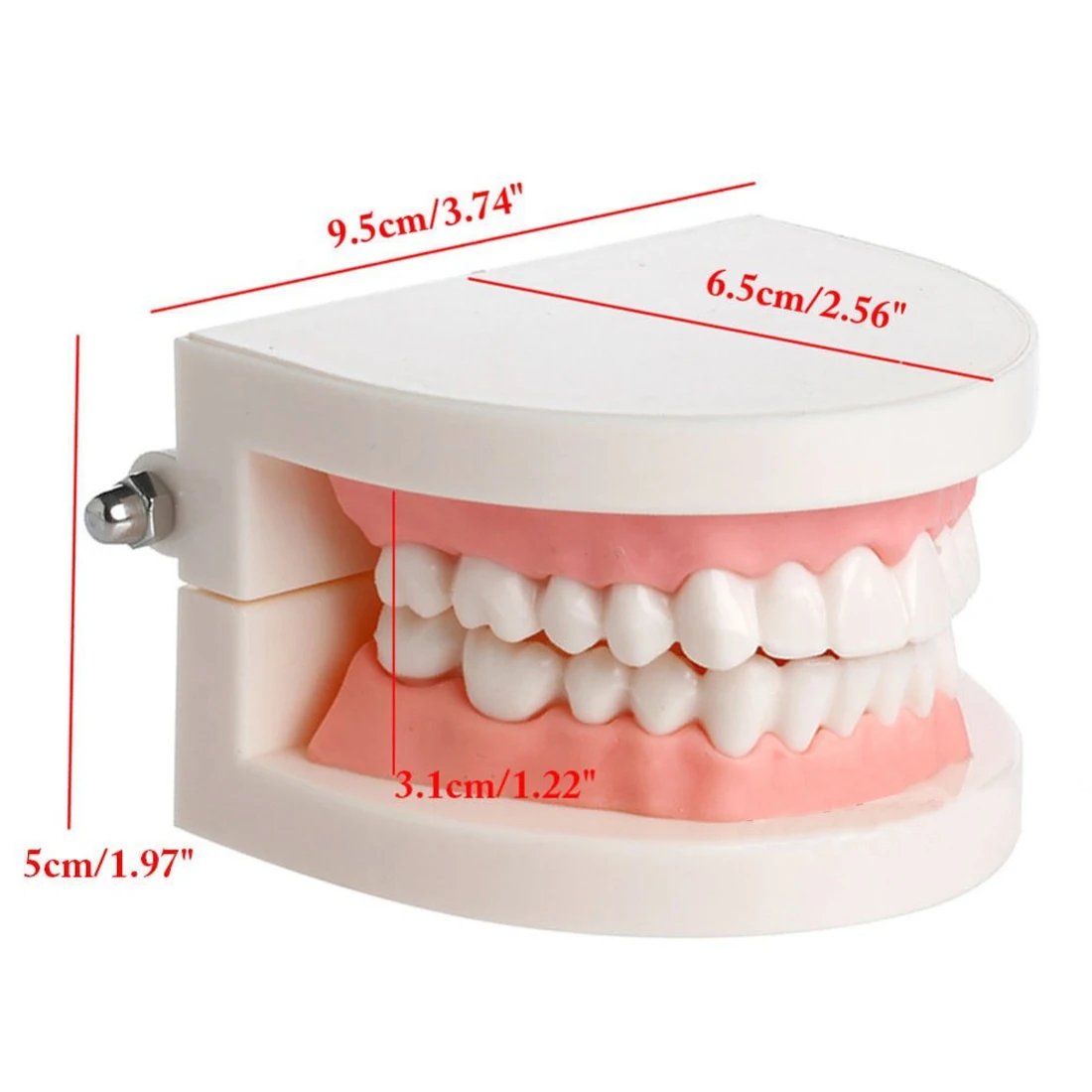 

Hot Dental tooth Adult Teeth Model Standard Dental Teaching Study Demonstration Tool