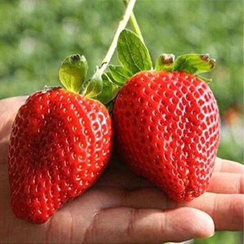

Hot Sell 200 Pcs/Bag Giant Strawberry plantSeeds Non-Gmo Bonsai Home Garden Pot Plant Organic Fruit Seeding planters FG