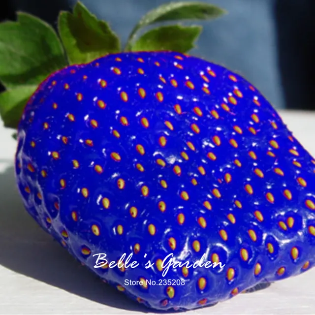 Rare Fruit Blue Strawberry Seeds 100pcs/lot Berry Fruit Seeds Decilious Fruit Home Garden Potted