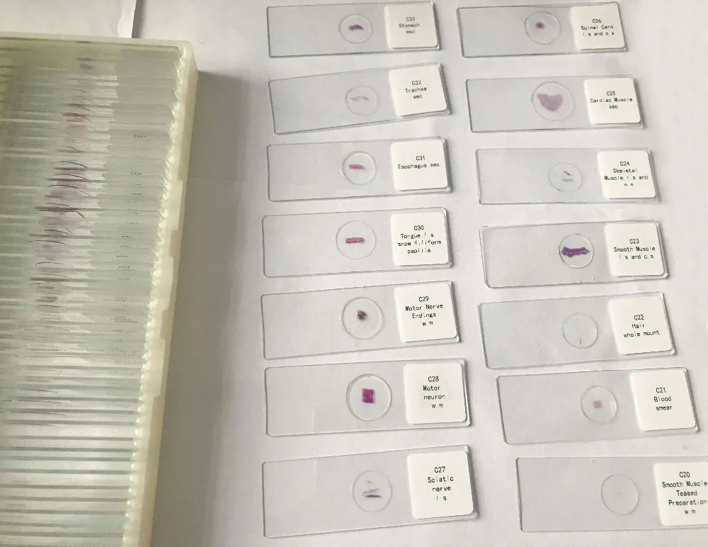histology prepared slides (3)