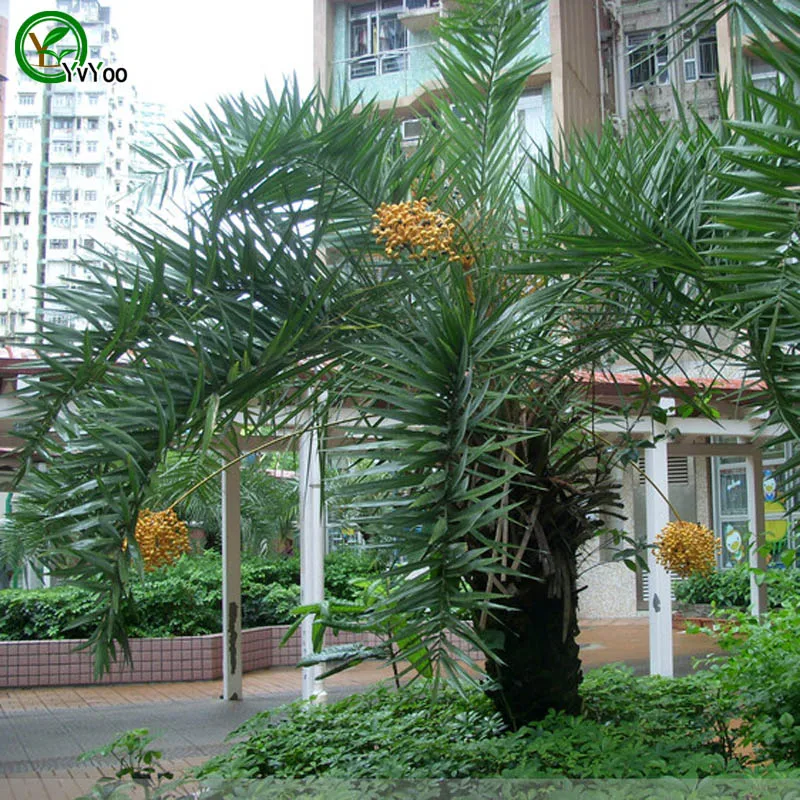 High temperature resistant plants palm Seeds bonsai tree