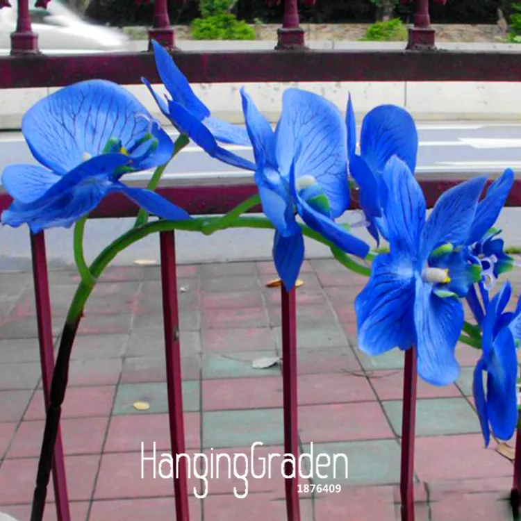 Промотирование потери! редкий цветок бонсай голубая бабочка Орхидея растение красивые садовые орхидеи фаленопсис flores-200 шт/пакет,#5P7LV8