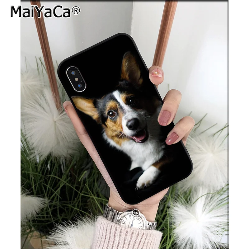 Animal Corgi dog