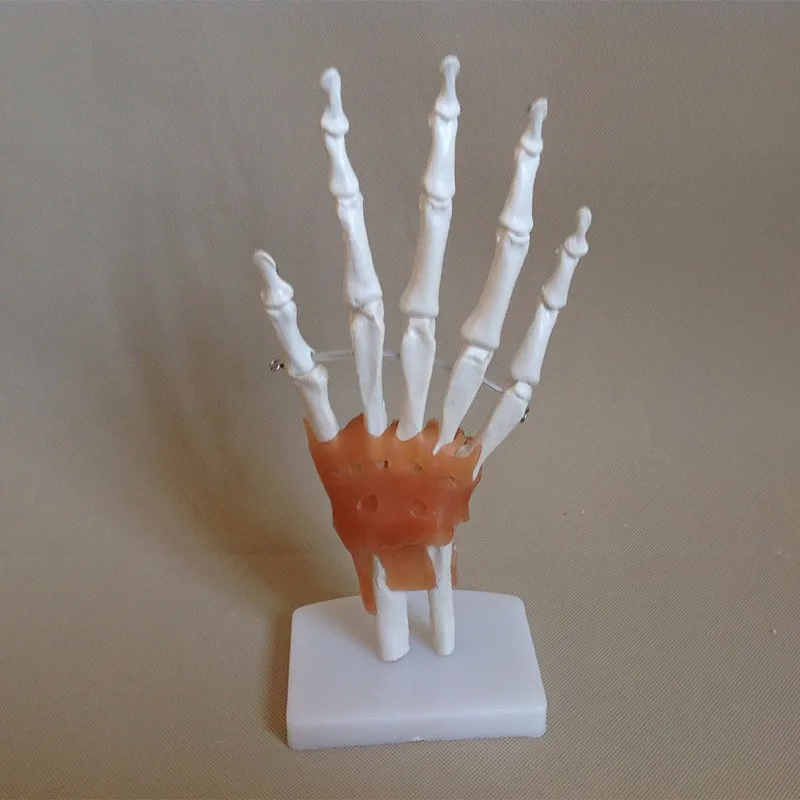 1:1 Размер жизни гибкая модель руки человека Скелет руки Модель Vola ладонь медицинская модель скелета обучающая модель стоматолога поставки