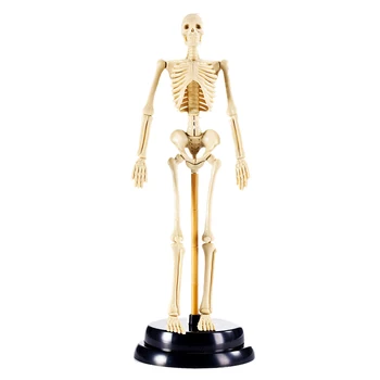 

Human Acupuncture Point Chinese Medicine Skeleton Professional Model Gift Early Educational Learning Resources Set