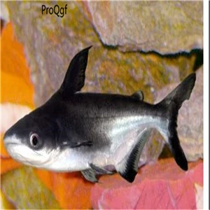Ngryise 50 Шт Набор Aplocheilichthys Normani - Цвет: Pangasius sanitwongs