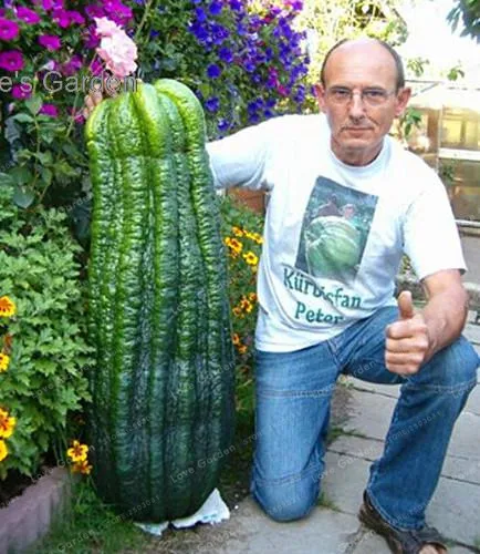 

20pcs Giant Cucumber bonsai Vegetable Rare Plants Heirloom the budding Rate 95%