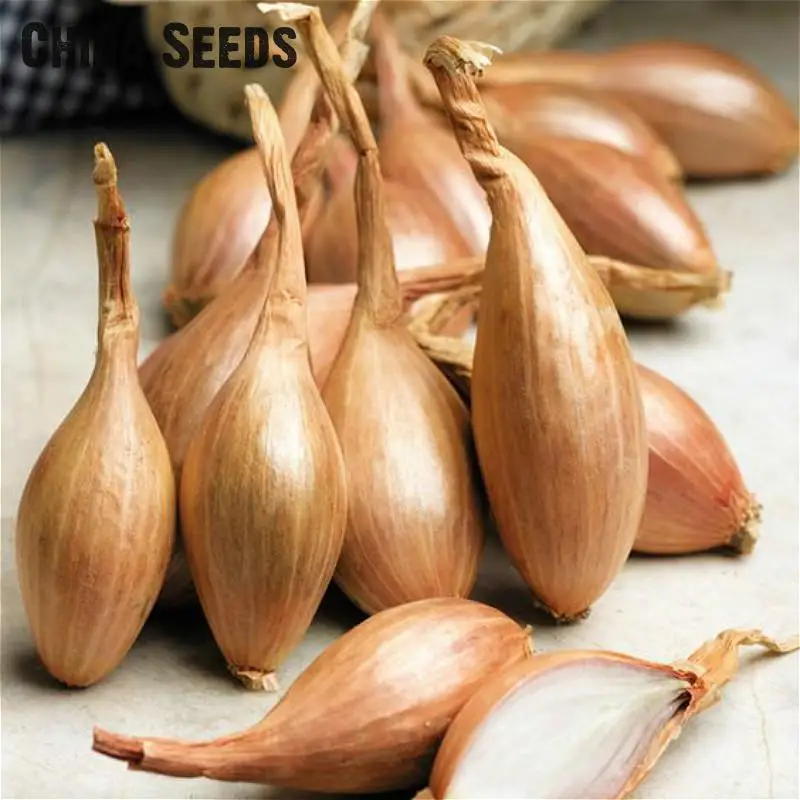 100pcs Red Onion Seeds Best Seeds Online Free Shipping Worldwide