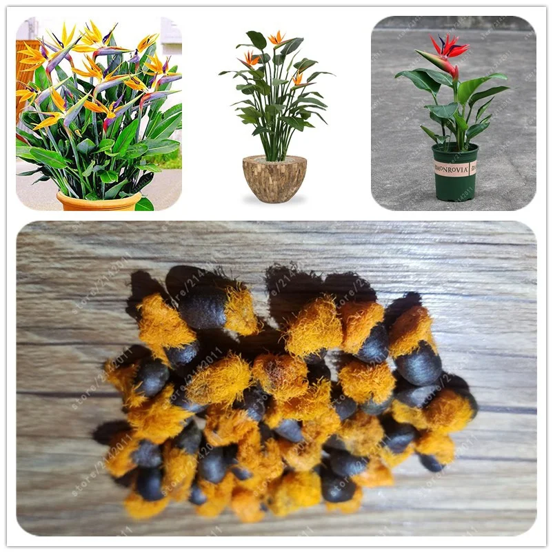 real Strelitzia Reginae plants Hybrid Bird Paradise Rare Flower Bonsai Plants Home Garden Potted Plant Flower