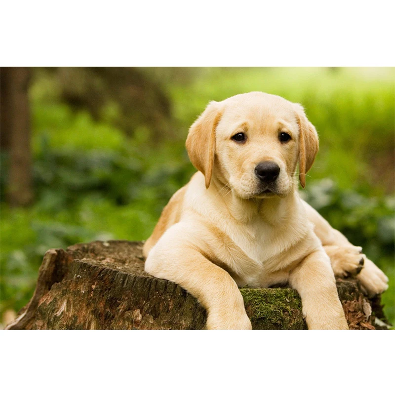 

Full Square / Round Drill 5D DIY Diamond Painting"Labrador Dog" Embroidery Cross Stitch Mosaic Rhinestone Home Decor Gift-GT-08