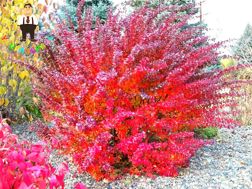 100pcs Red Barberry Berberis Thunbergii plants Ornamental Plant