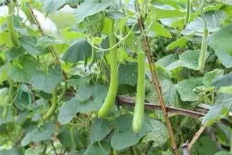 Long melon seeds, use as a container,bottles, or musical instruments, pumpkin seeds – 10 pcs/bag