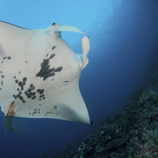 Massive white-bellied reef manta ray defecating Poster Print (34 x 22)