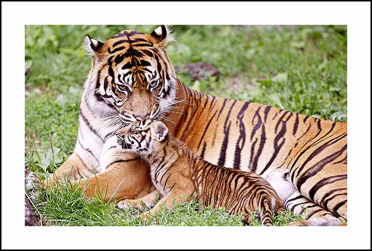 суматранский тигр охотится. мама тигр. мама тигр. тигрица. амурский тигрица с детенышами.