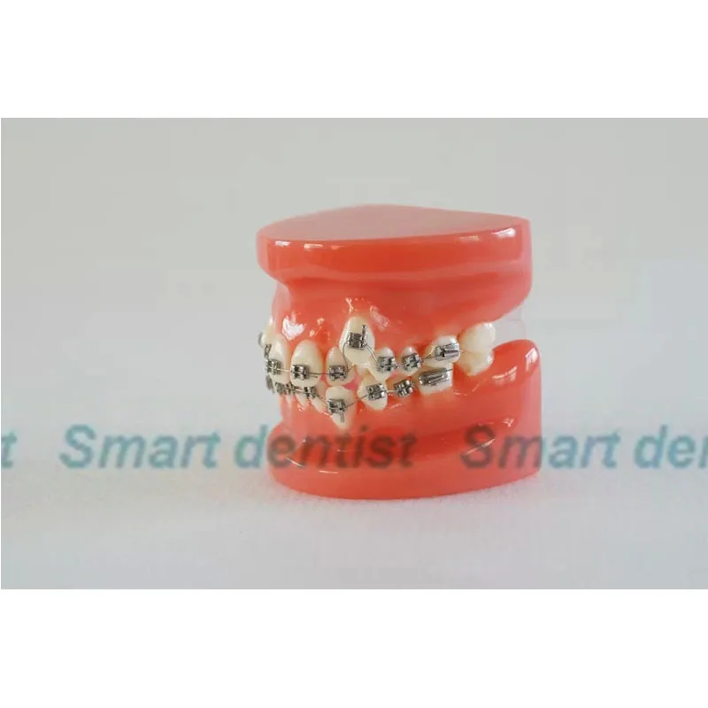 

2016 Standard Tooth Model (soft gum with 32 teeth)