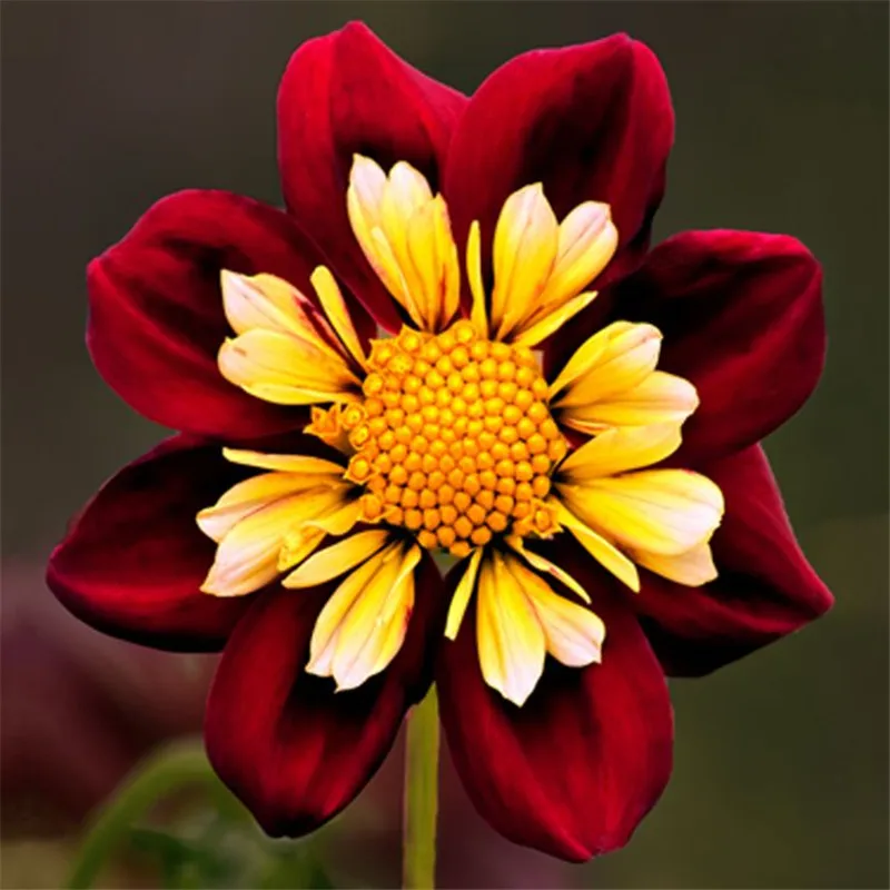True dahlia bulbs, rare dahlia flower bulbs,bonsai flower bulbs,Symbolizes courage and lucky,home garden plant-2 bulbs
