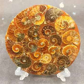 

1pcs Natural snail shell fossil Jurassic fossil disc half open nautilus Madagascar Ammonite fossil + shell bracket