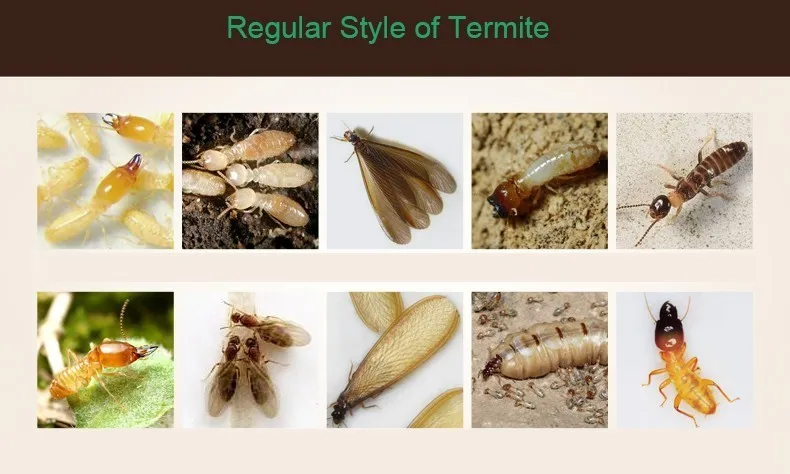 15 грамм Shanjia Dtermite Termite Kill гель-наживка колония Kill Drugs Termite queen Killer Insecticides эффективный отпугиватель