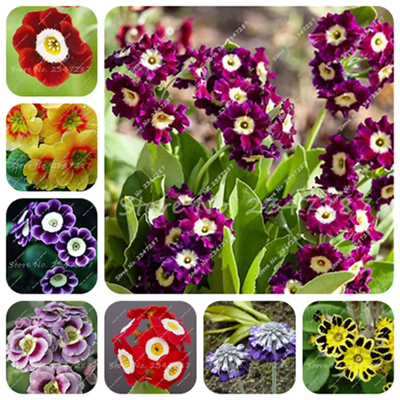 

Flower Bonsai 200 Pcs Primrose Seedflower, Primula Malacoides Bonzai,Planting Seasons, Indoor Flowering Plants, Easy Growing