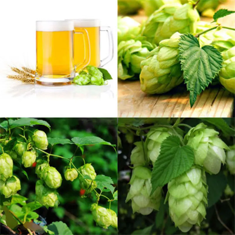 Hohe qualität groÃhandel garten bier aus china garten bier ...