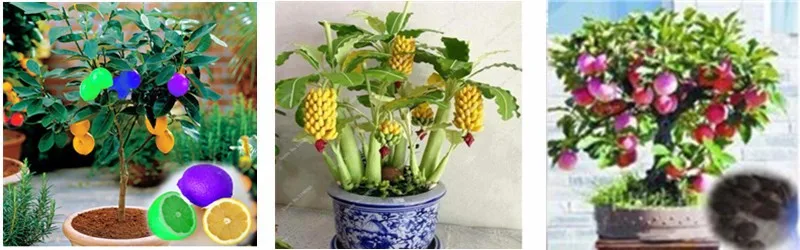bonsai fruit