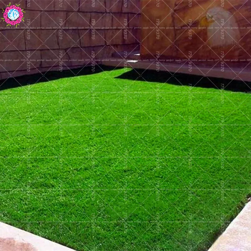 

500pcs Grass Green Source Turfgrass Evergreen Lawn Home Garden Courtyard Ornament Plant easy to grow