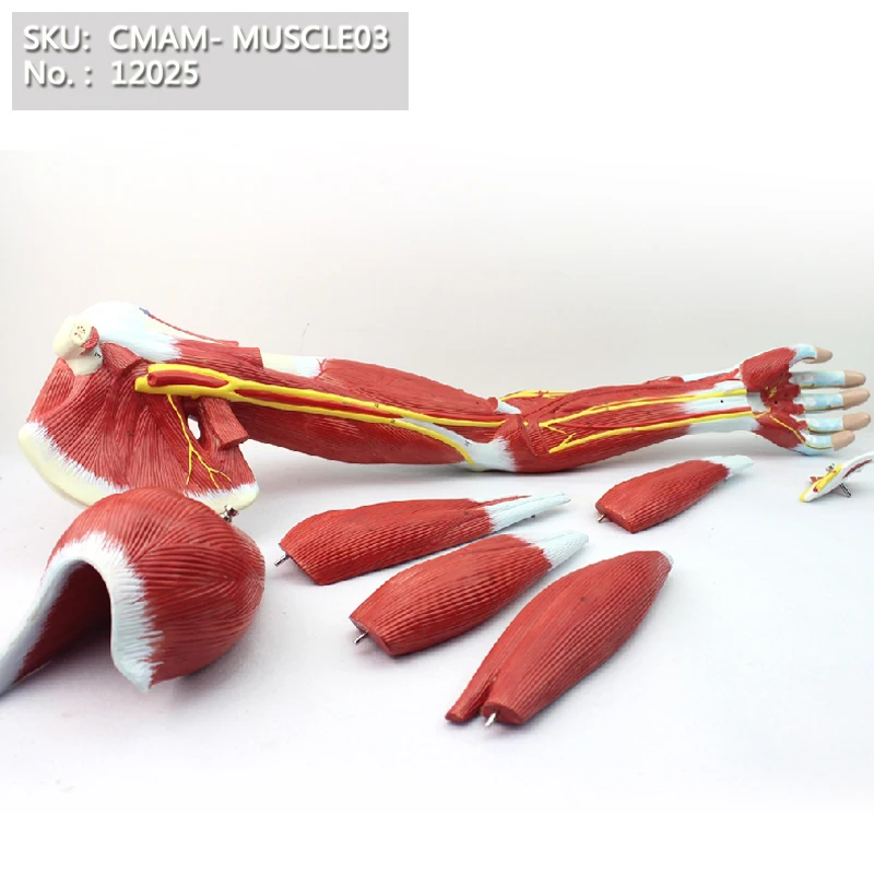 Buy CMAM/12025 Muscle of the Human Arm 7 parts, Plastic Human Body Muscle