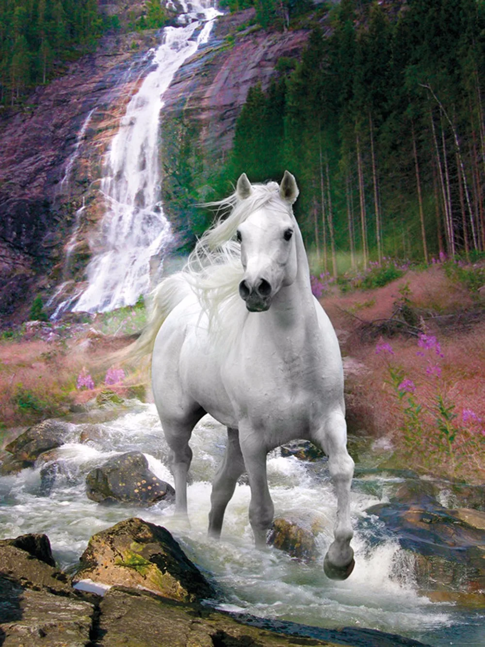 O-Galloping-25(60X80CM)