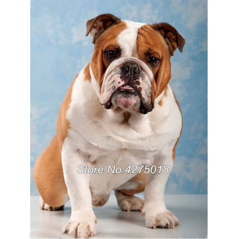 English Bulldog Animal dog 4