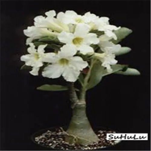 5pcs 100% True Desert Rose plants Exotic Adenium Obesum plants Flower Bonsai plants Air Purification Home Garden Potted Flowers 5pcs 100% True Desert Rose plants Exotic Adenium Obesum plants Flower Bonsai plants Air Purification Home Garden Potted Flowers