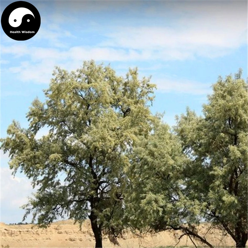 

Buy Sand Date Tree Semente 30pcs Plant Desert Fruit Elaeagnus Angustifolia Sha Zao